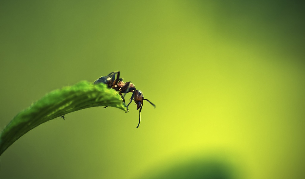 Муравей на листке