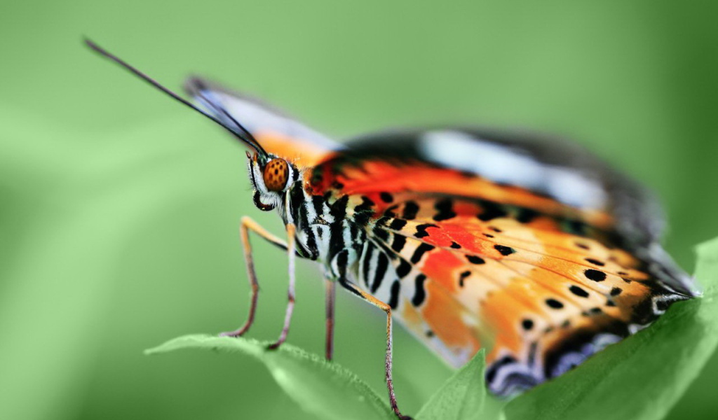 Красивая бабочка на листке