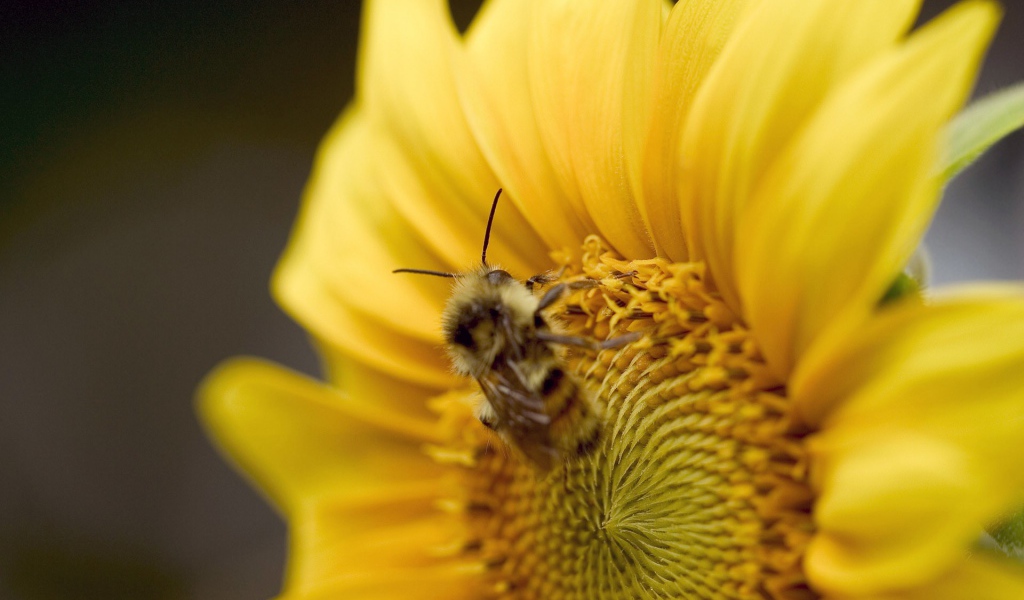 Пчела на желтом цветке
