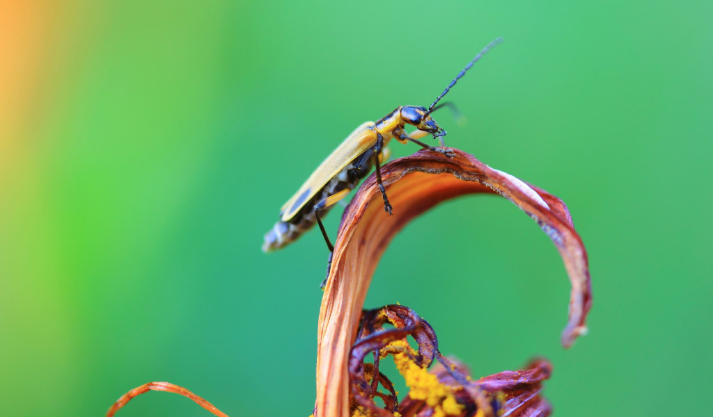 Жук сидит на цветке