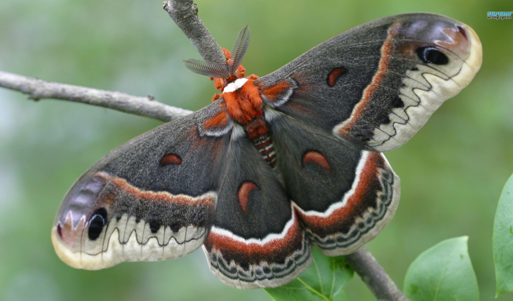 Большая красивая бабочка