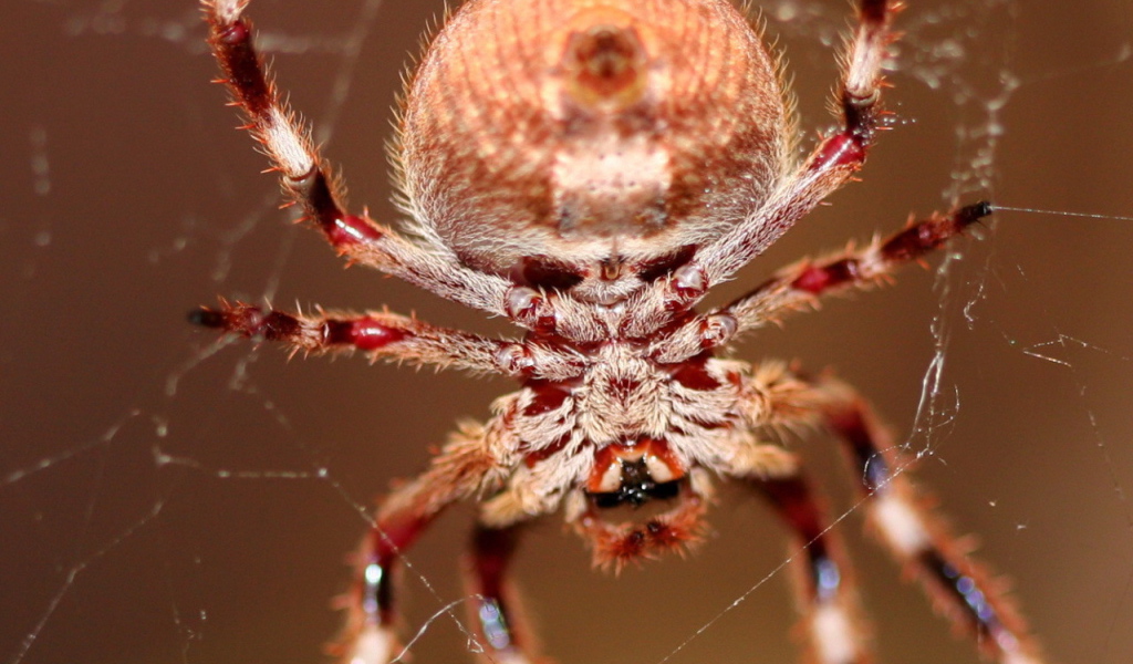 Большой паук