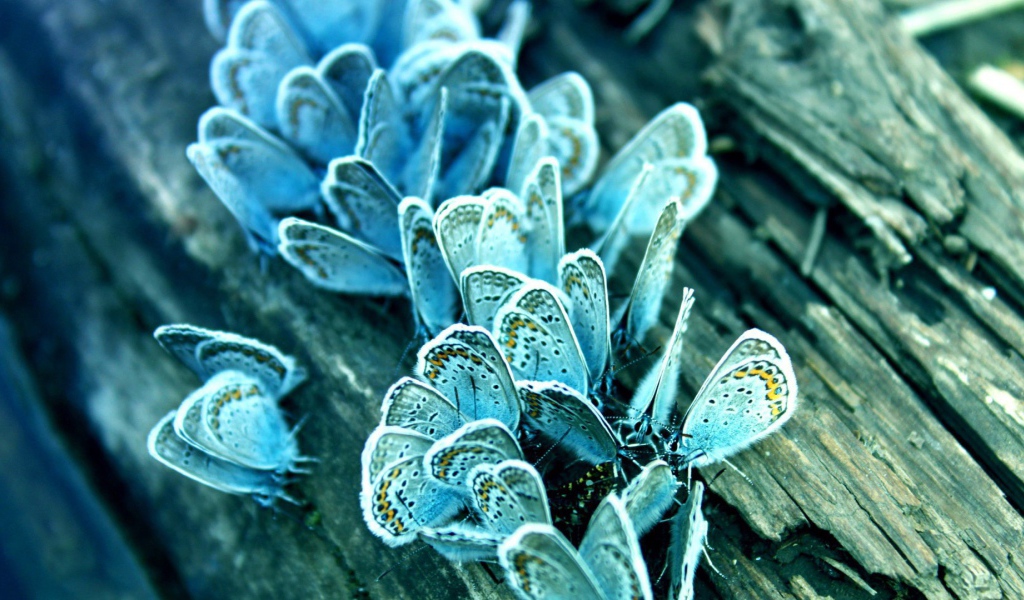 	   Blue butterfly