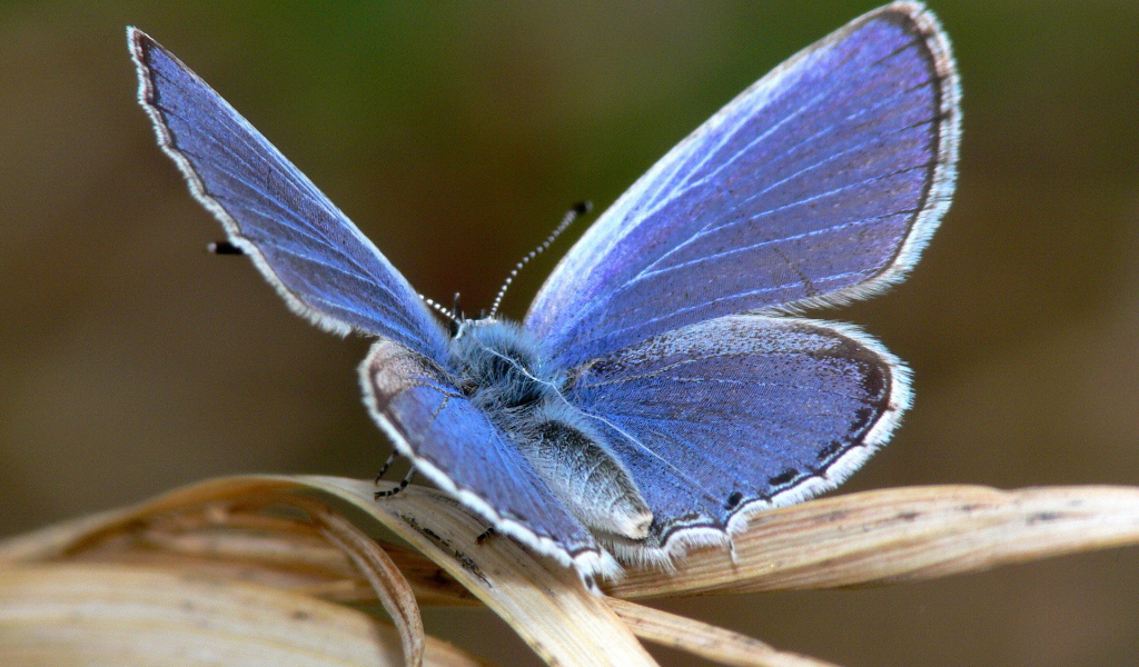 Голубая бабочка на листке