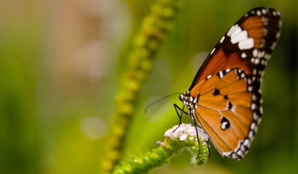 Коричневая бабочка на цветке