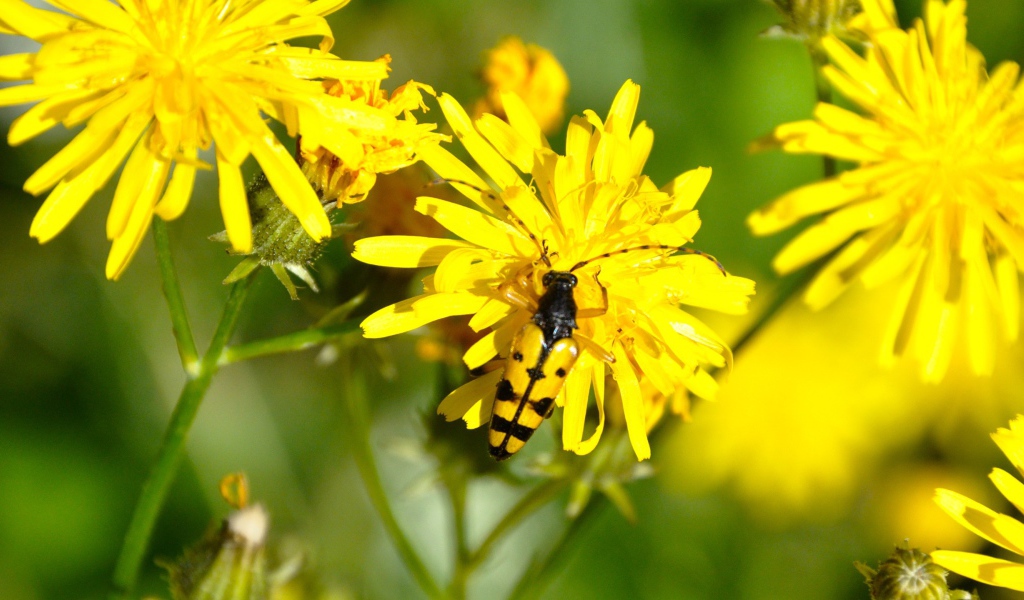 Жук на желтом цветке