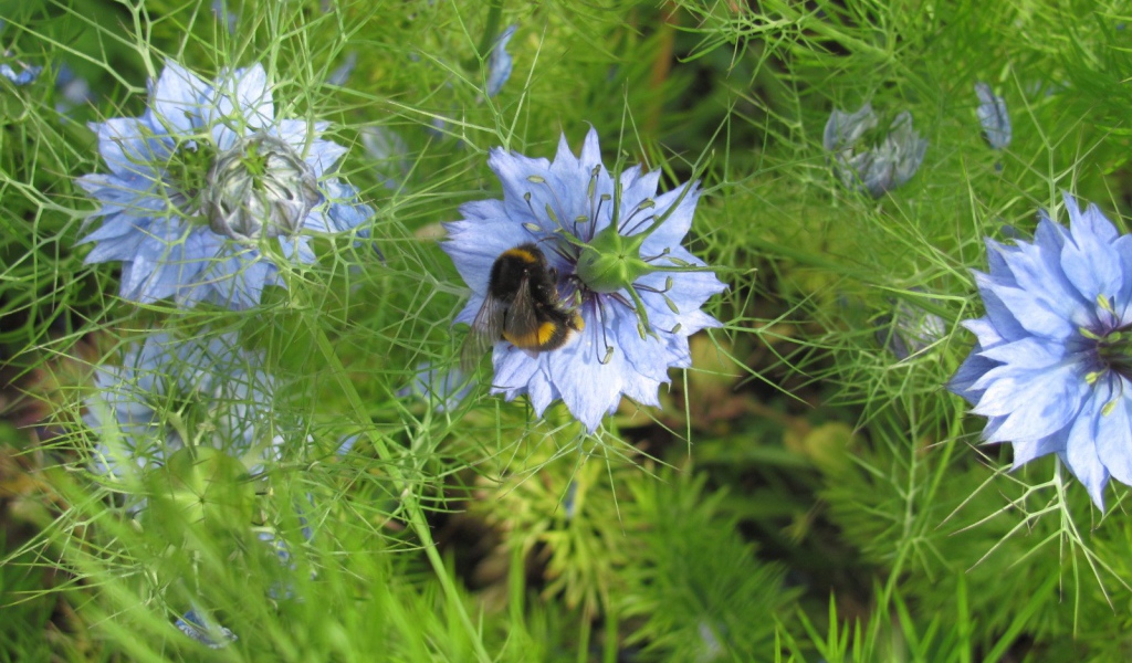 Шмель на голубом цветке