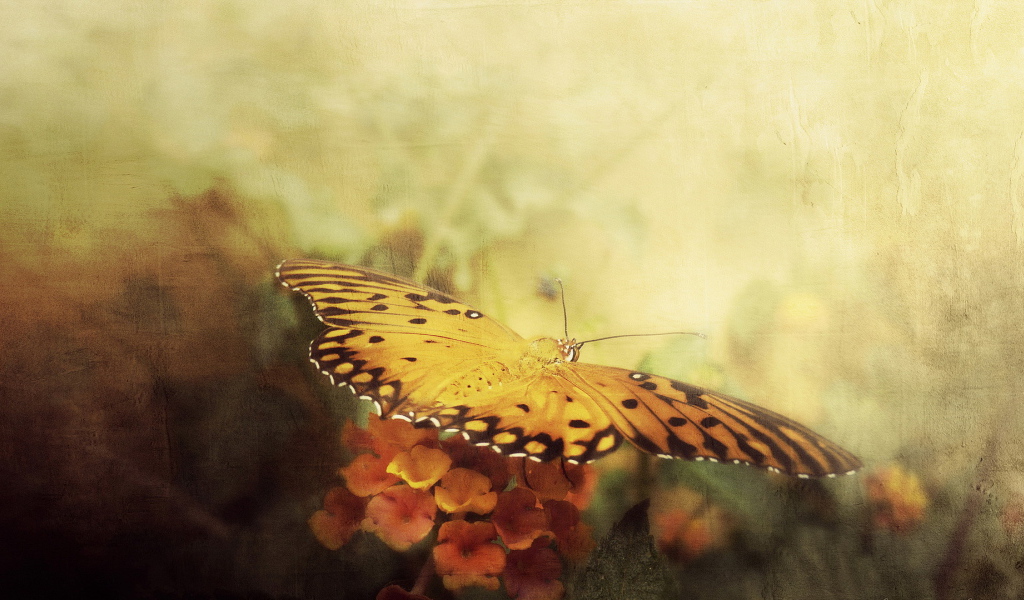 Бабочка в полете