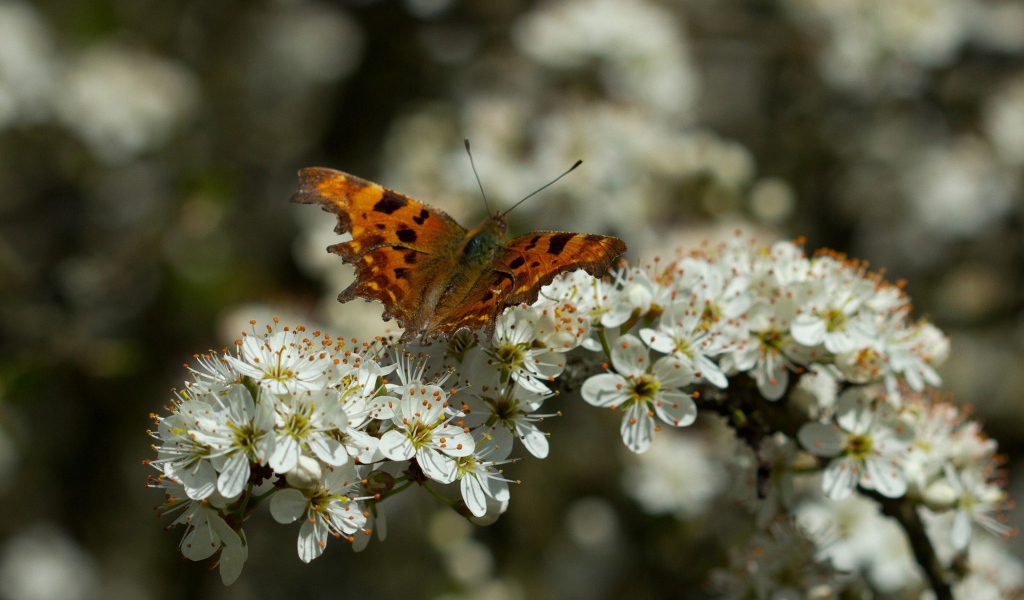 Бабочка на цветущем дереве