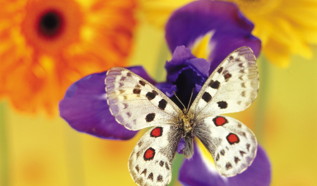 Бабочка на цветке