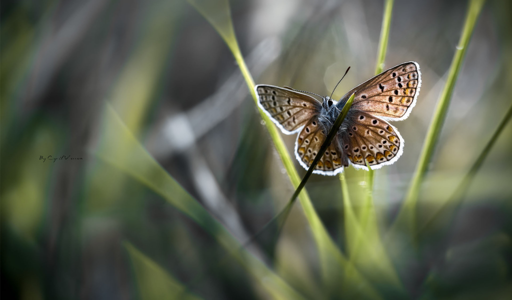 Бабочка на стебле