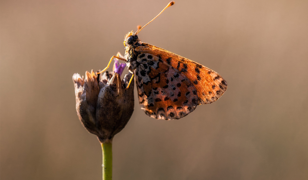 Бабочка на бутоне цветка