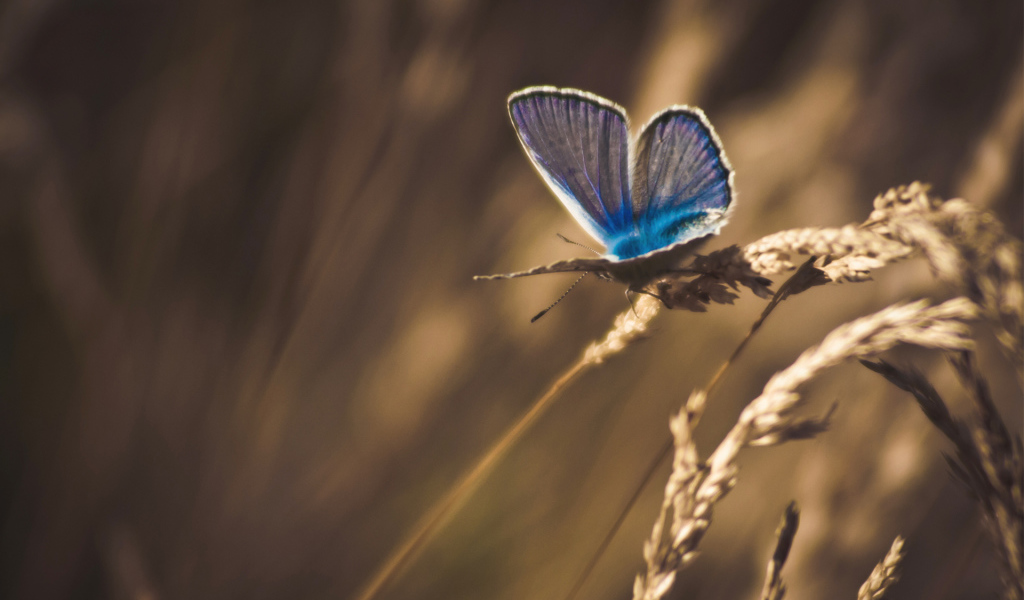 Бабочка на траве