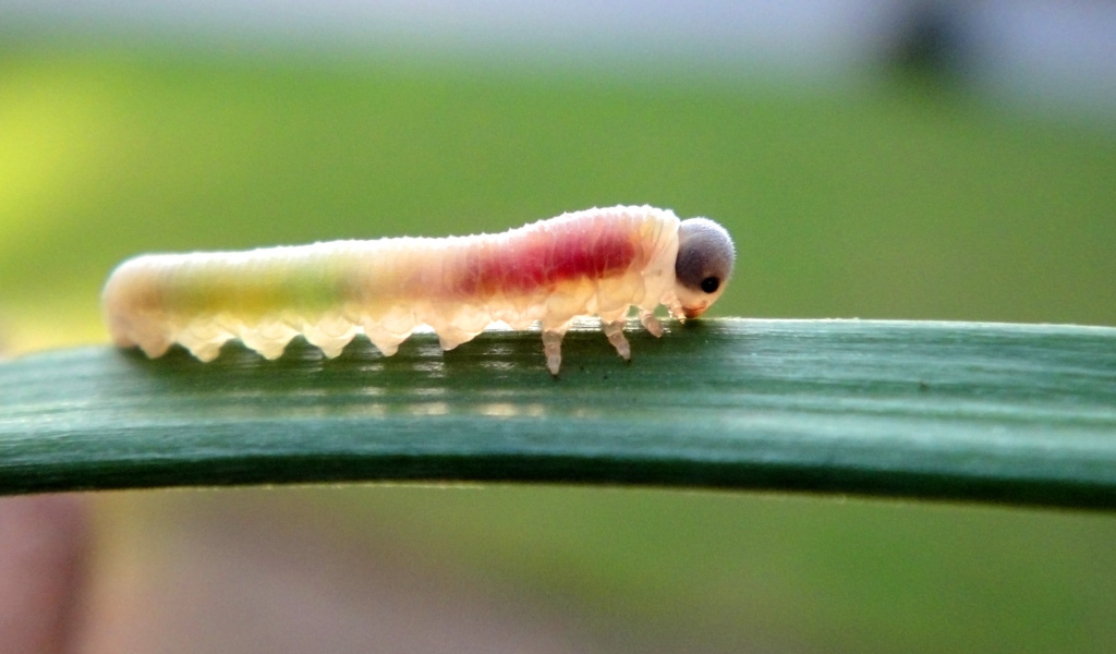 Гусеница на листке