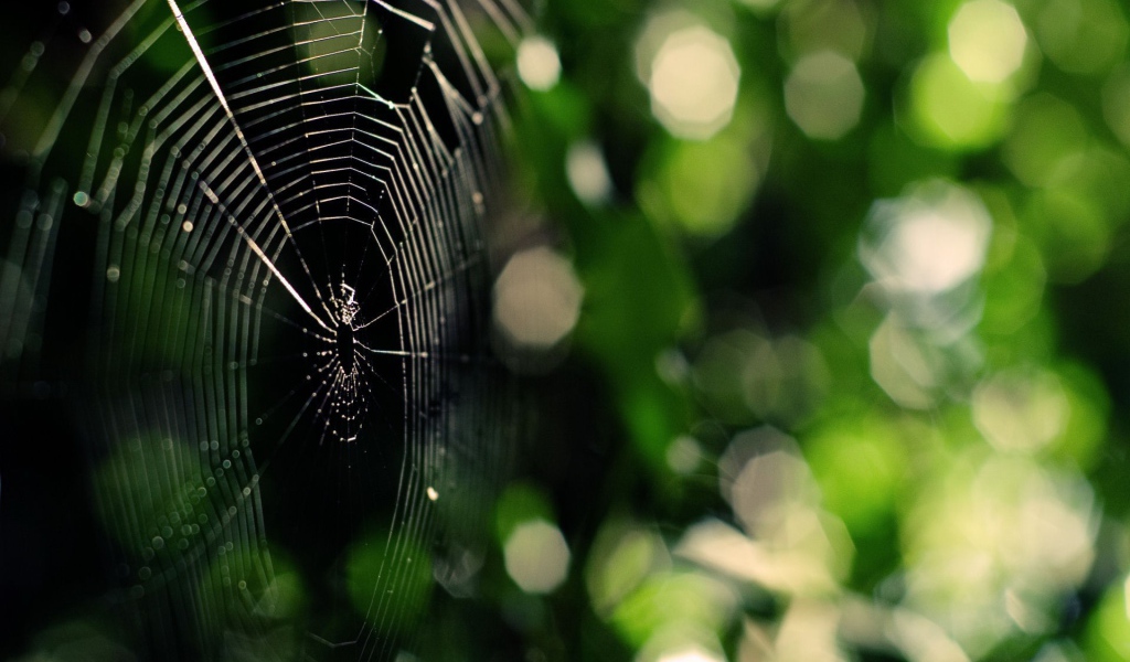 Паутина на зеленой природе