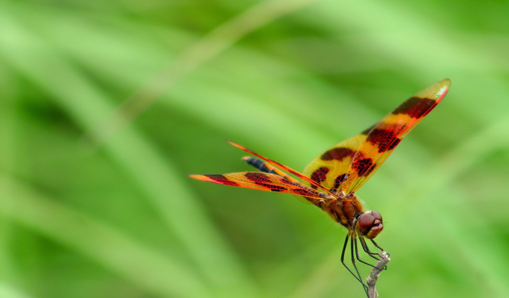 Цветная стрекоза