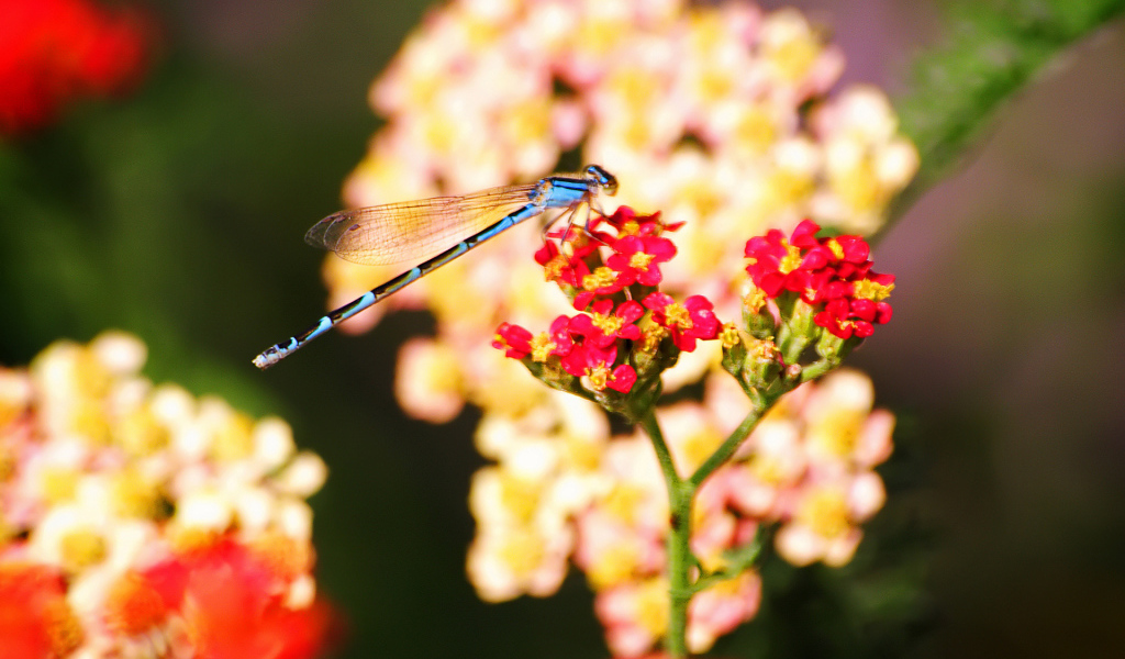 Стрекоза на цветке