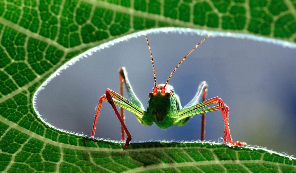 Кузнечик на листе