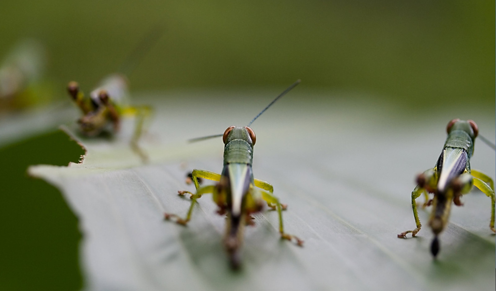 Саранча на листке