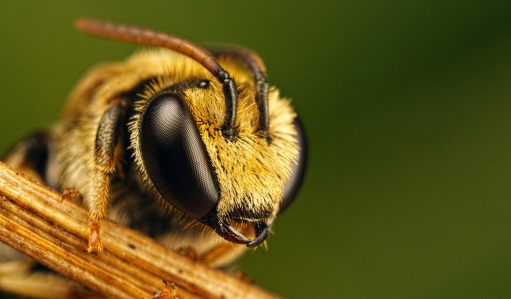 Голова пчелы