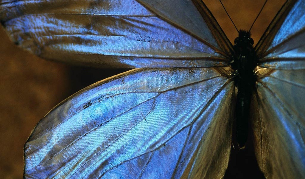 Большая голубая бабочка