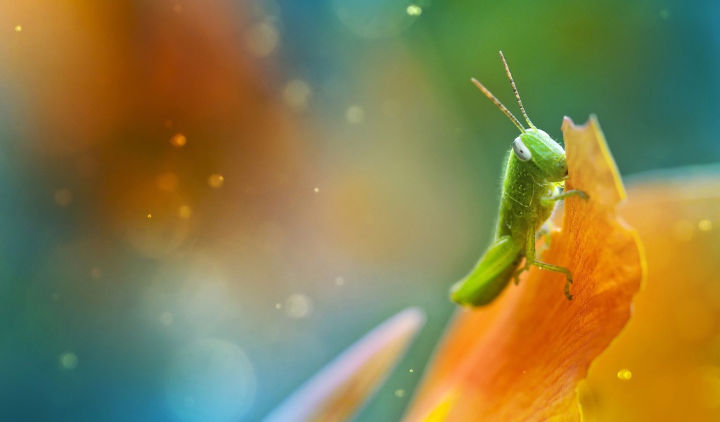 Саранча ест лист