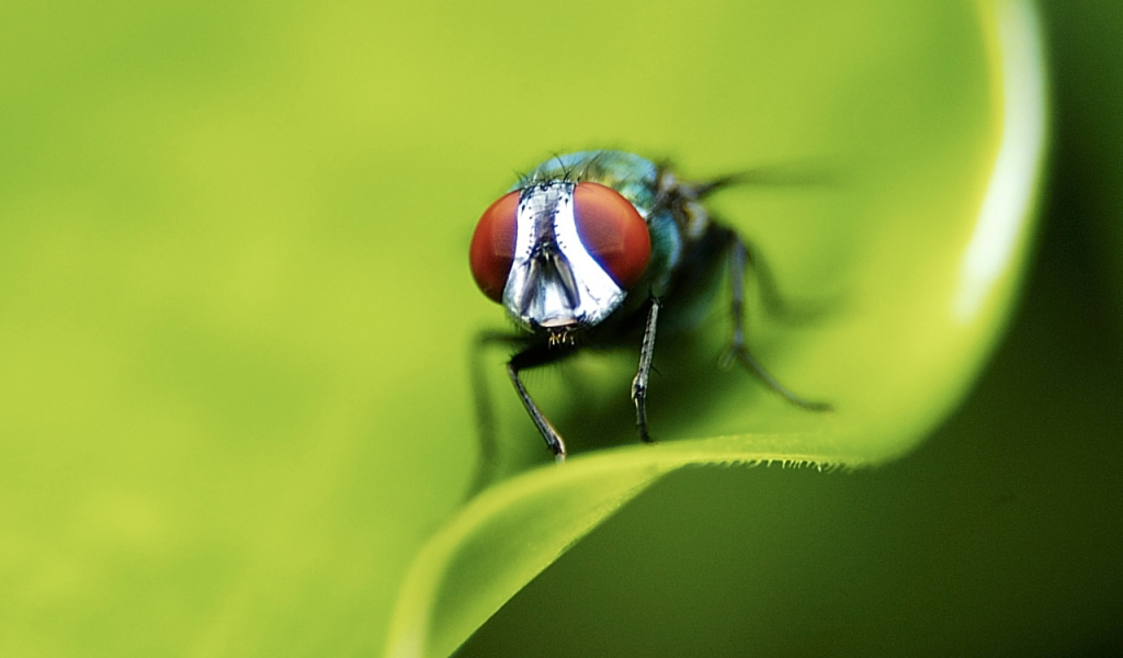 Портрет мухи