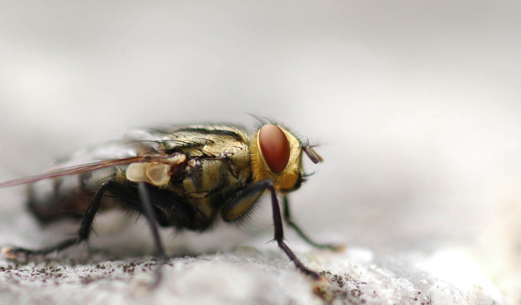 Портрет мухи крупным планом