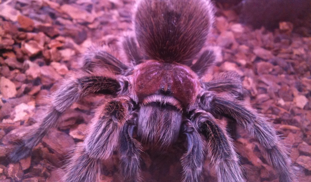 Паук тарантул