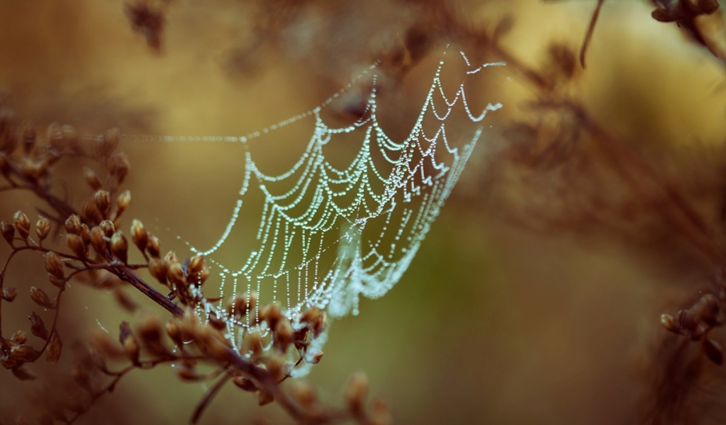 Паутина с каплями росы