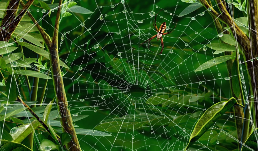 Паутина с каплями воды