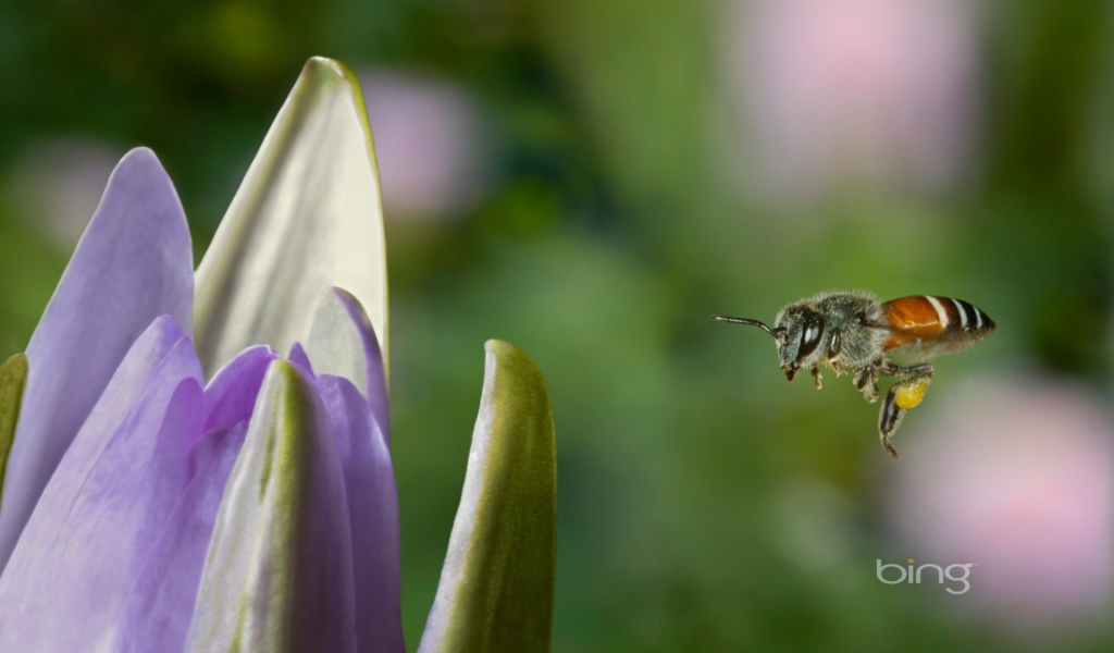Пчела летит к цветку