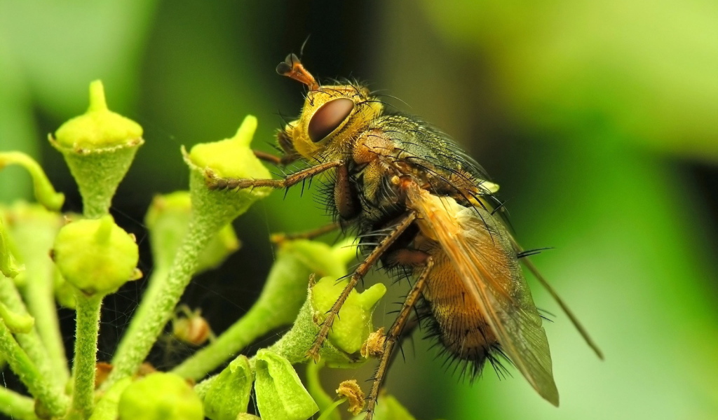 Муха на цветке