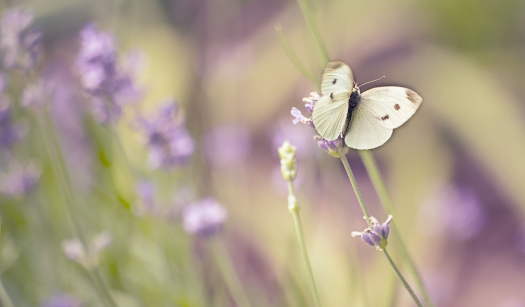 Белая бабочка