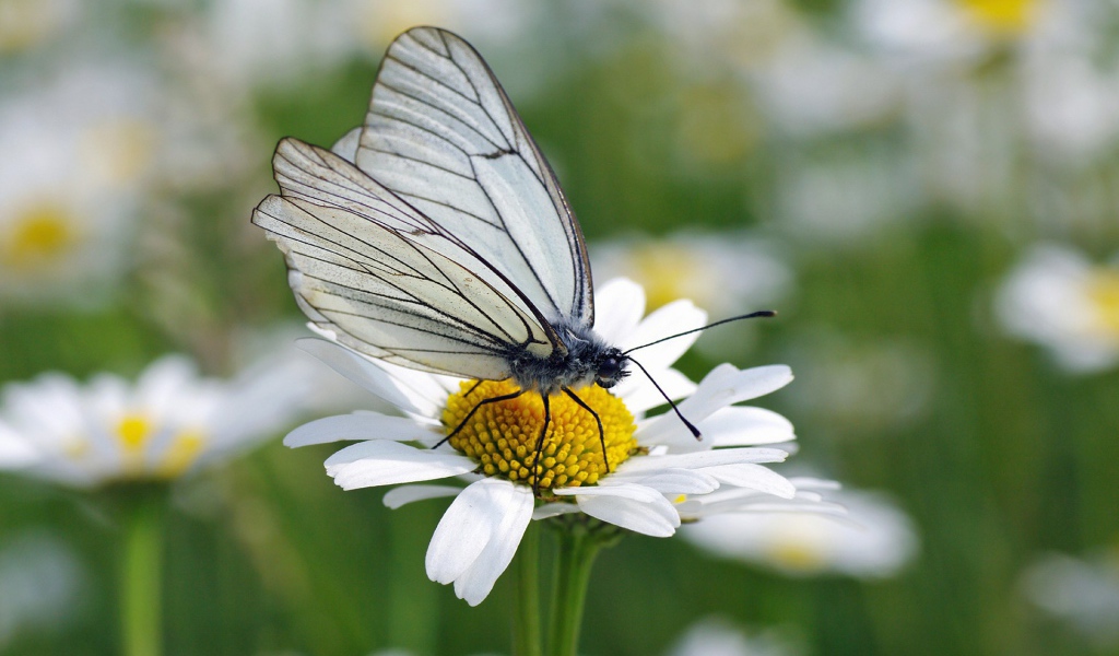 Белая бабочка на ромашке