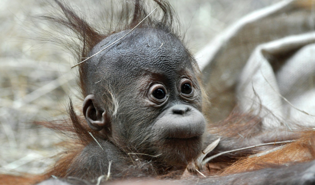 Детеныш обезьяны