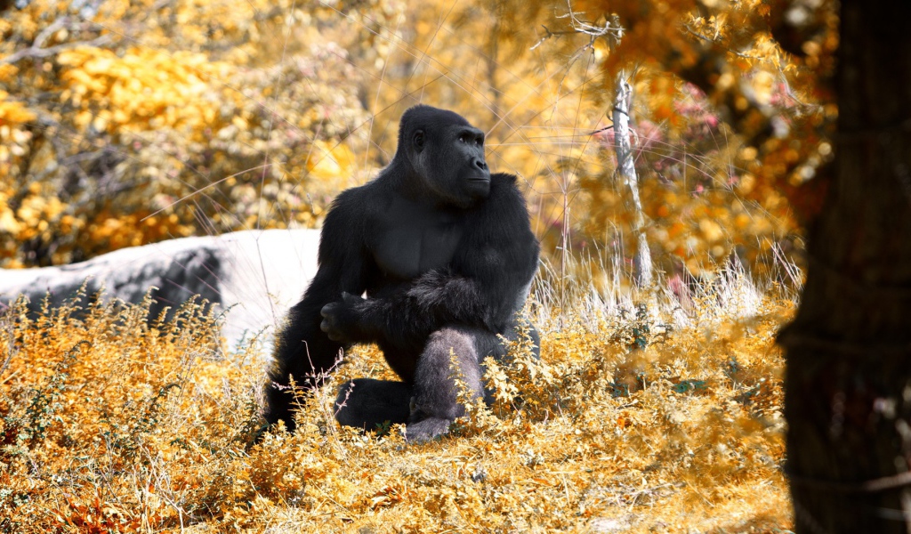 Горилла позирует фотографу