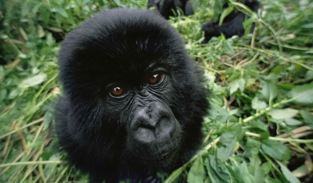 Взгляд детеныша гориллы