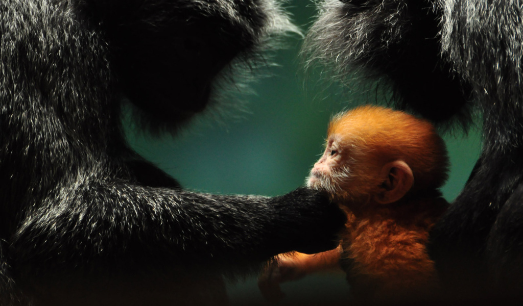 Обезьянья семья