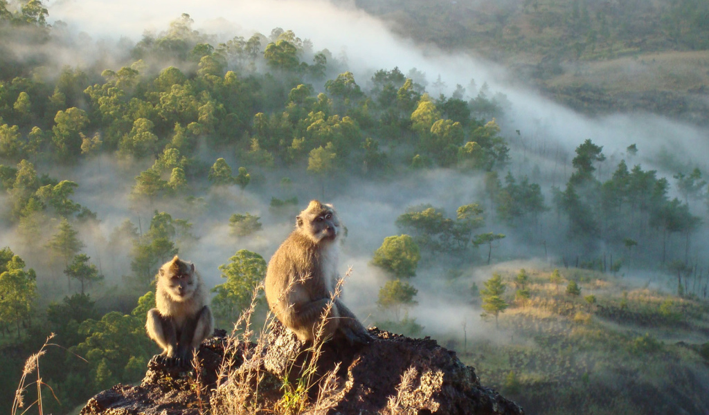 Обезьяны сидят на скале