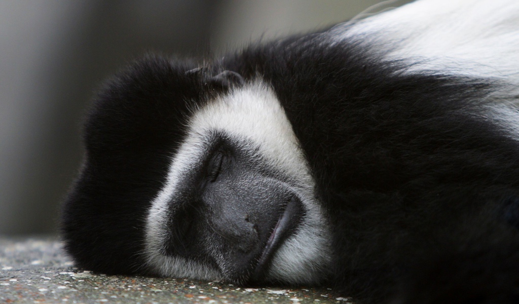 Обезьяна спит