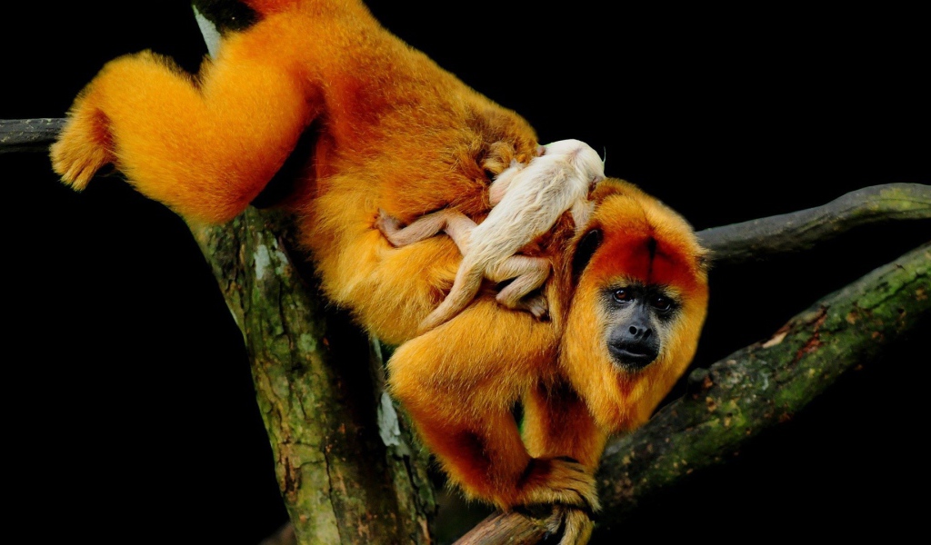 Обезьяна с детенышем на спине