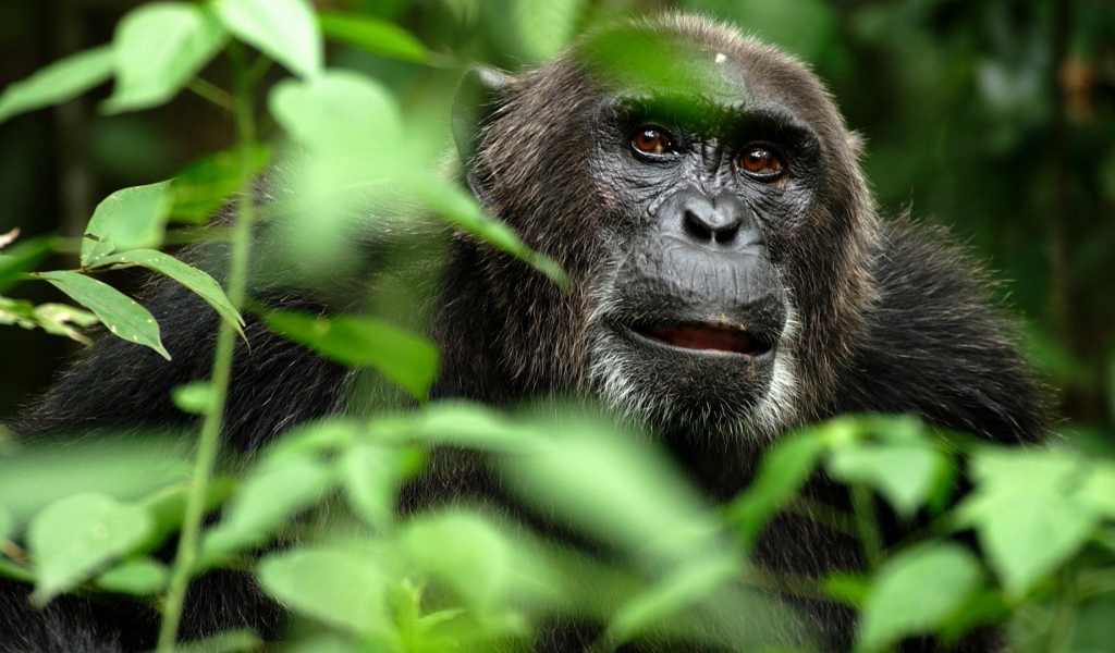 Портрет гориллы