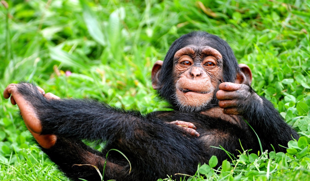 Детеныш обезьяны