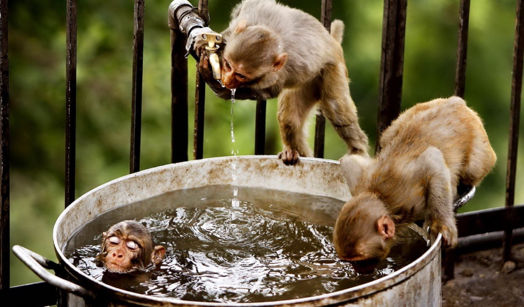 Обезьяны пьют воду и купаются