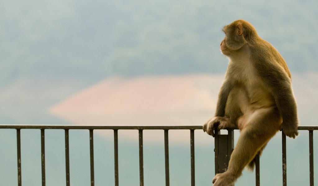 Обезьяна сидит на заборе
