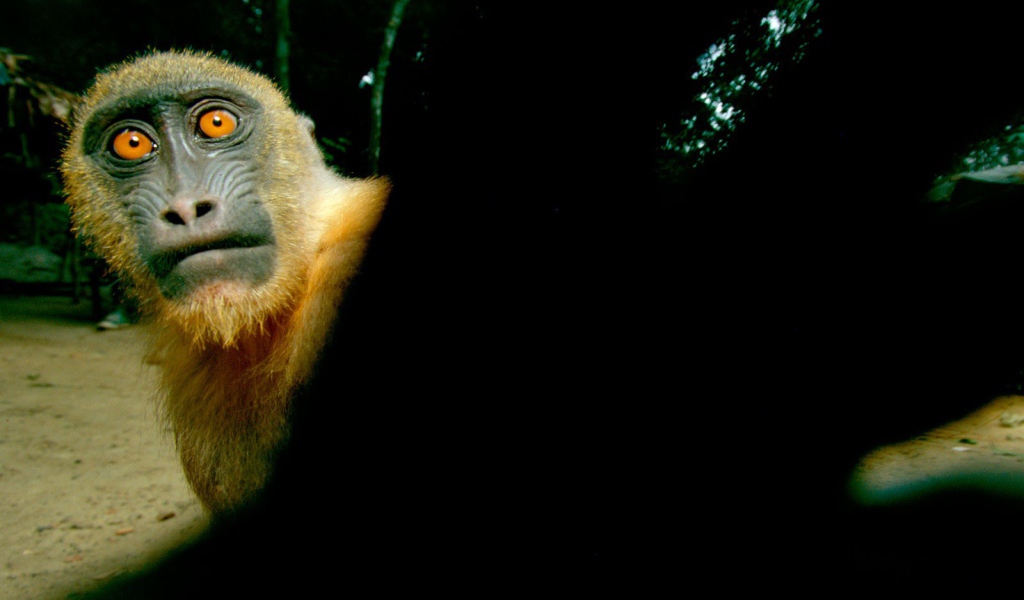 Обезьяна с желтыми глазами