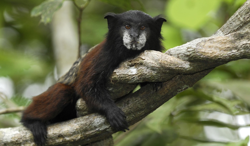 Тамарин в национальном парке Перу