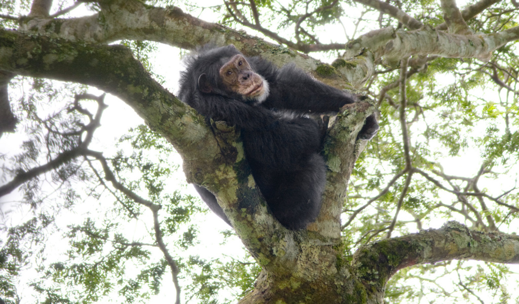 Шимпанзе на дереве