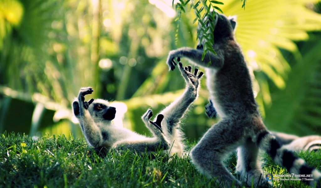 Обезьяны дерутся